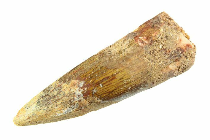 Fossil Spinosaurus Tooth - Real Dinosaur Tooth #353128